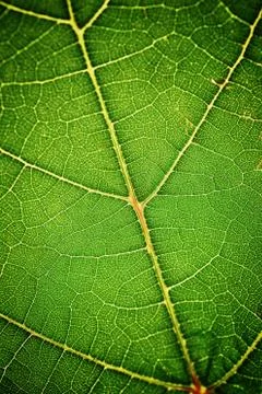 Green leaf Stock Photos