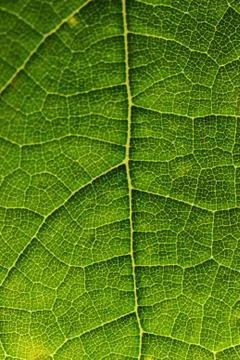 Green leaf Stock Photos