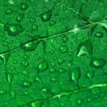 Green leaf Stock Photos