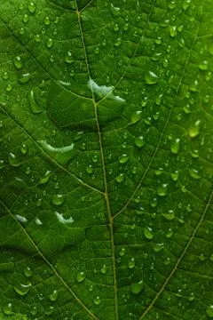 Green leaf Stock Photos