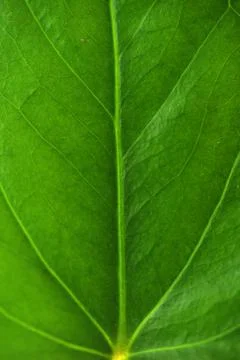 Green leaf Stock Photos