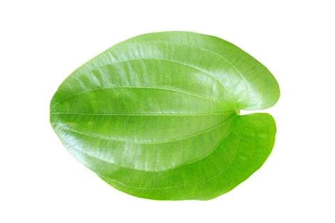 Green leaf Stock Photos