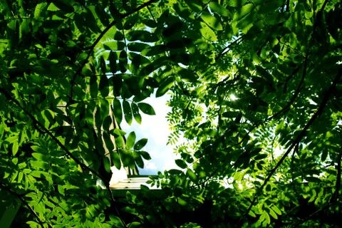 Green leaf Stock Photos