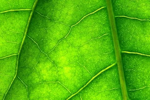 Green leaf Stock Photos