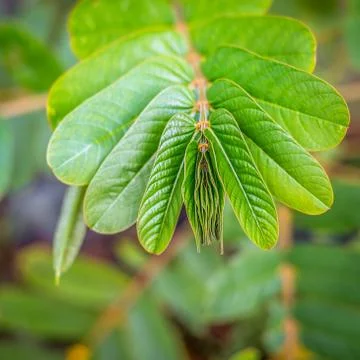 Green leaf Stock Photos