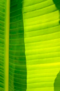 Green leaf Stock Photos