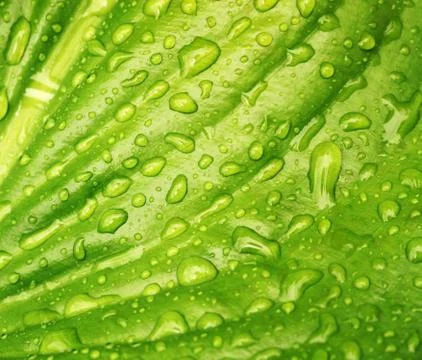 Green leaf 写真素材