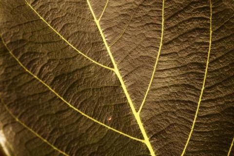 Green leaf 写真素材