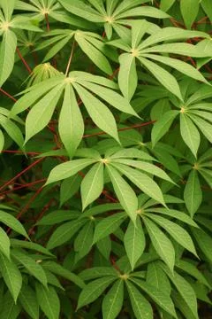 Green leaf Foto stock