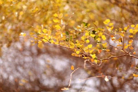 Green leaf Stock Photos