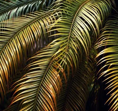 Green leaf Foto stock