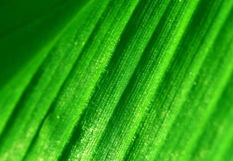 Green leaf Фото