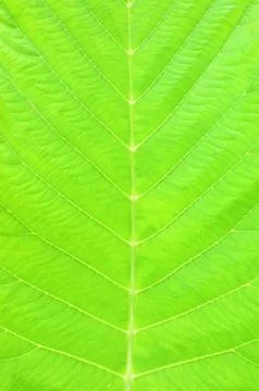Green leaf Stock Photos