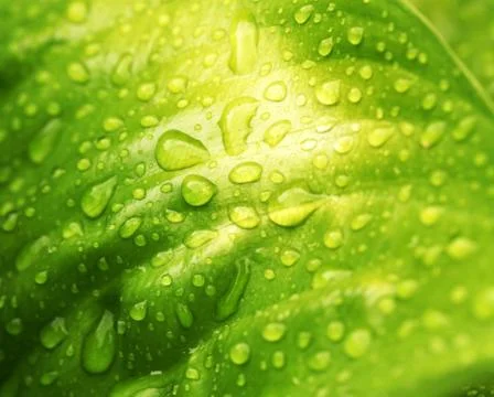 Green leaf Фото