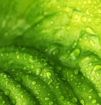 Green leaf Stock Photos