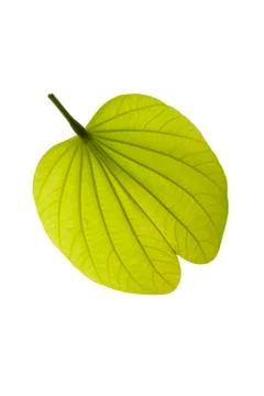 Green leaf Stock Photos