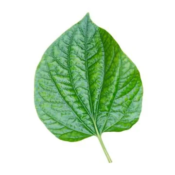 Green leaf Stock Photos