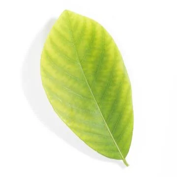 Green leaf Stock Photos