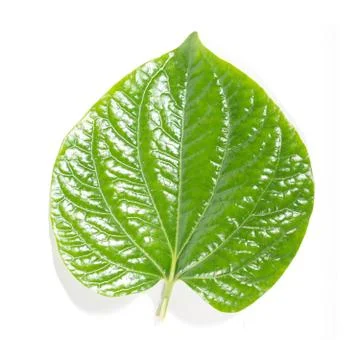 Green leaf Stock Photos