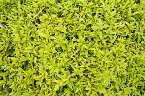 Green leaf Foto stock