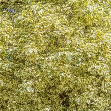 Green leaf Stock Photos