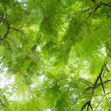 Green leaf Stock Photos