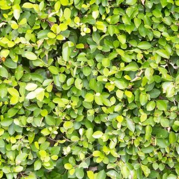 Green leaf Foto stock