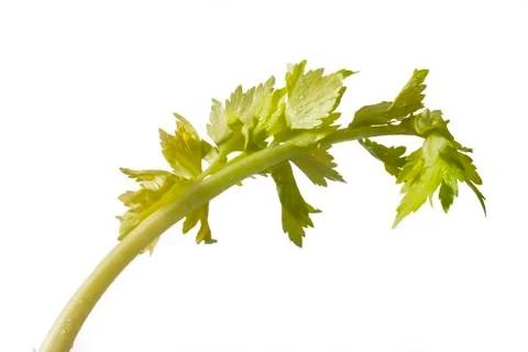 Green leaf Stock Photos