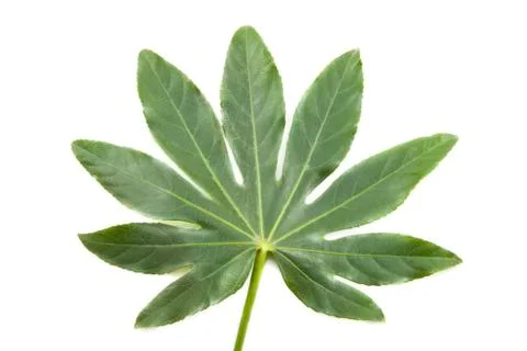 Green leaf Stock Photos