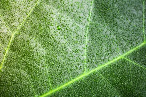 Green leaf Фото