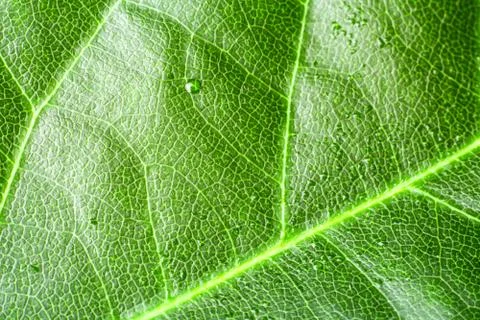 Green leaf Stock-Fotos