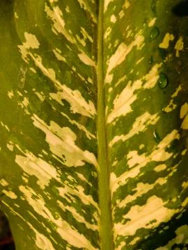 Green leaf Stock Photos