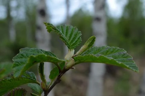 Green leaf Stock Photos