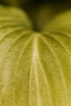 Green leaf Stock Photos