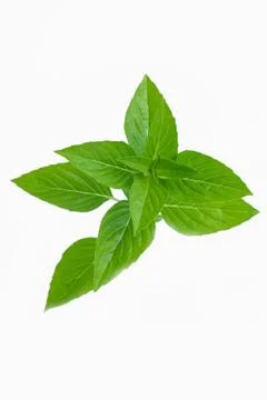 Green leaf Foto stock