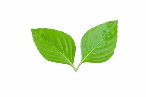 Green leaf Stock-Fotos