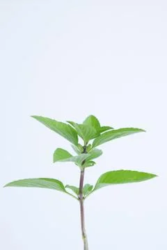 Green leaf Stock Photos