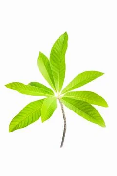 Green leaf Stock Photos