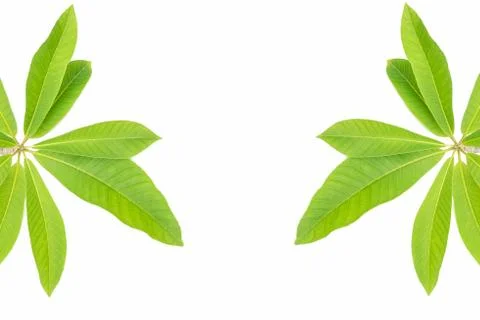 Green leaf Stock Photos