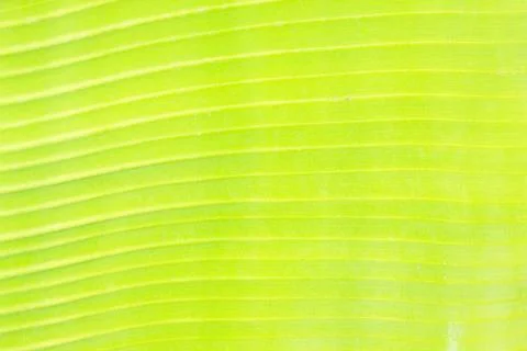 Green leaf Stock Photos