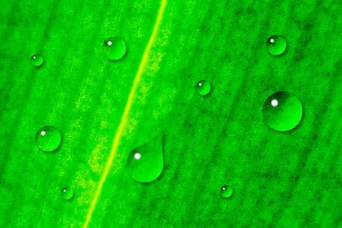 Green leaf Stock Photos