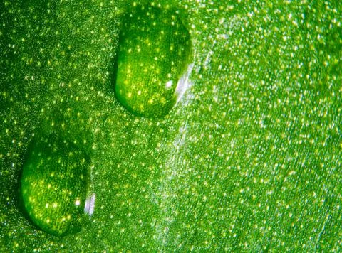 Green leaf Stock Photos