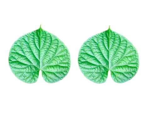 Green leaf Stock Photos