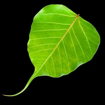 Green Leaf Stock Photos