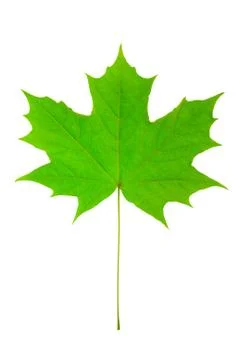 Green leaf Stock Photos