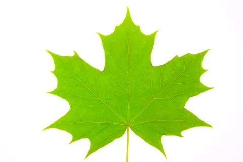Green leaf Stock Photos