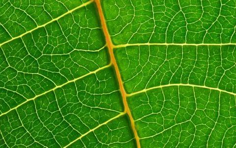 Green leaf Stock Photos