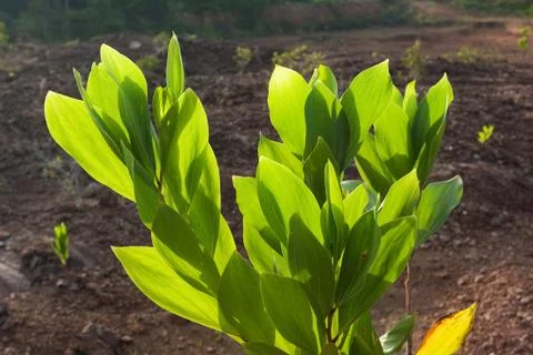 Green Leaf Stock Photos