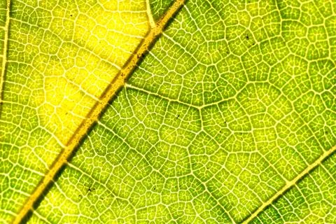 Green Leaf Stock Photos