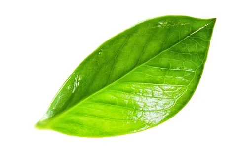 Green leaf Stock Photos